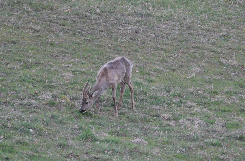 Il Capriolo